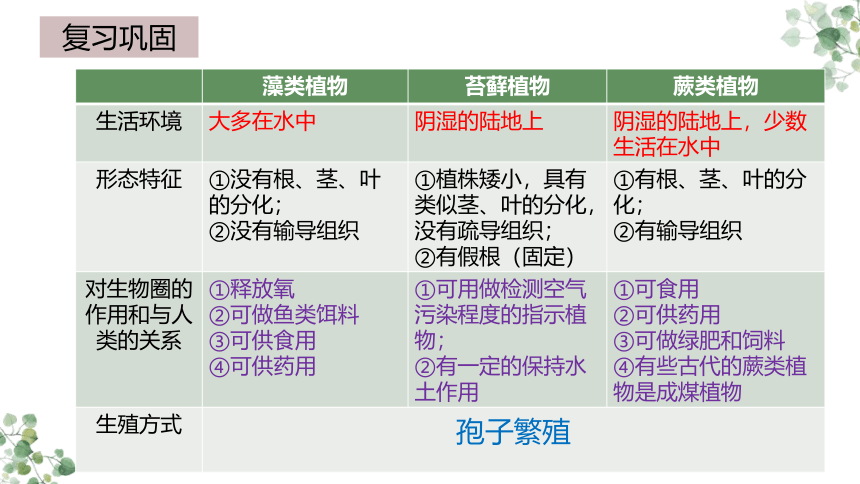 3.1.2种子植物  课件(共36张PPT)2022-2023学年人教版生物七年级上册