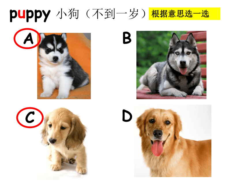 译林版三年级英语下册 Project 1 My puppy课件（共29张）