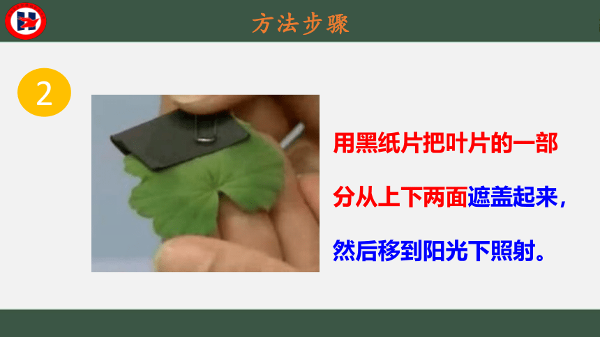 第三单元第四章绿色植物是生物圈中有机物的制造者课件(共36张PPT)2021-2022学年人教版七年级生物上册