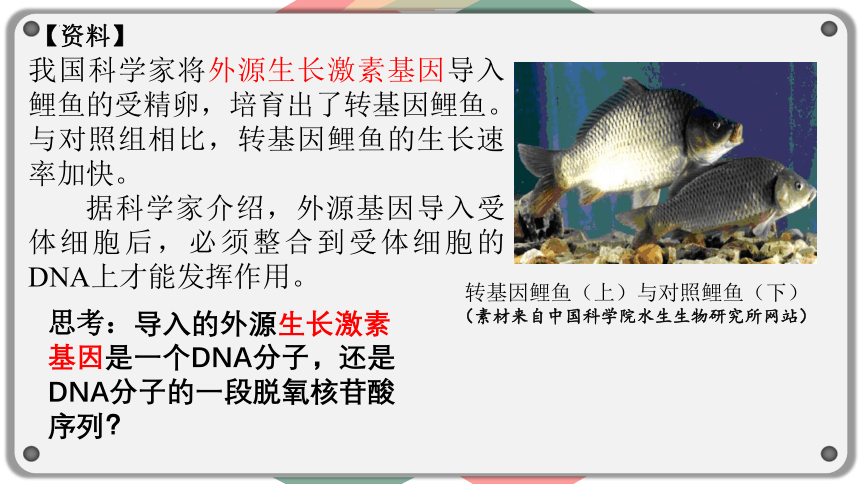 生物人教版（2019）必修2 3.4基因通常是有遗传效应的DNA片段（课件共18张ppt）