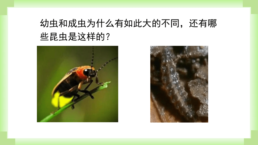 人教版生物八年级下册课件7-1-2昆虫的生殖和发育(共30张PPT)