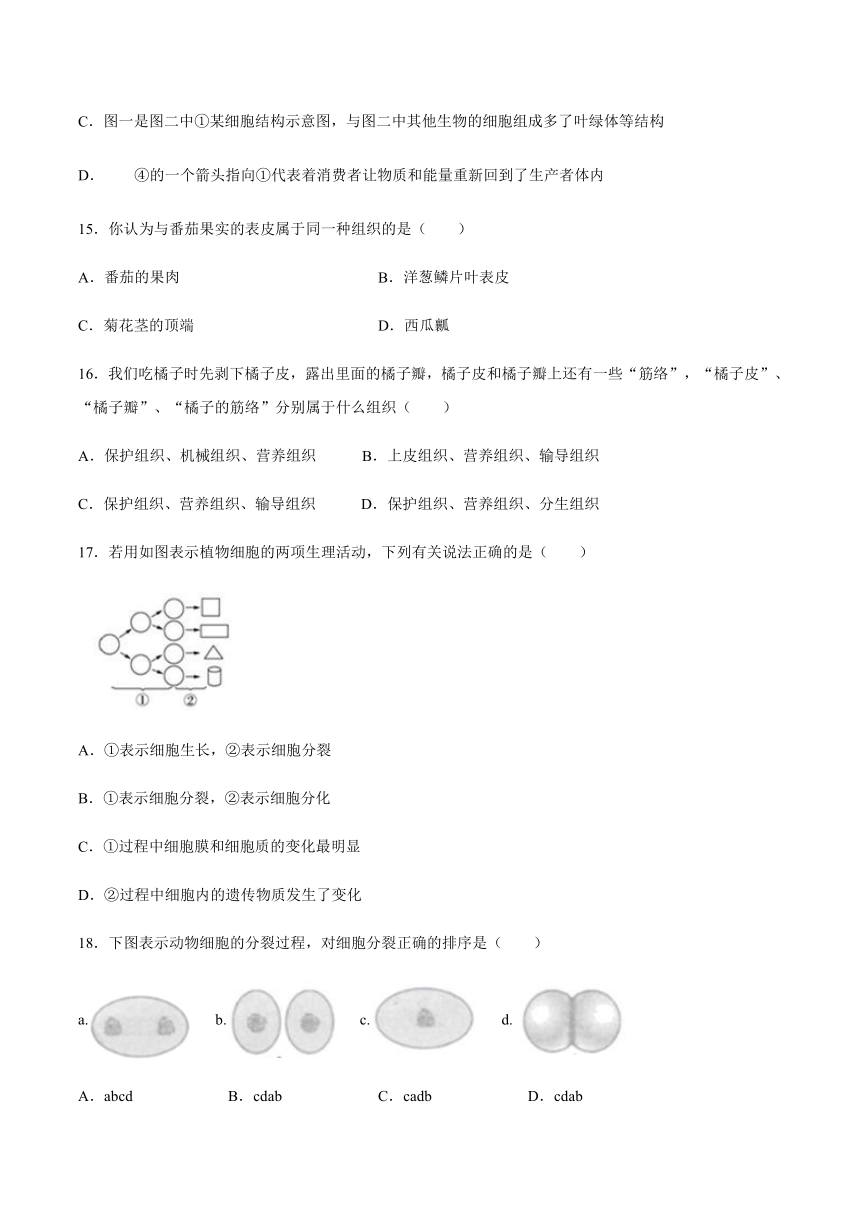 人教版初中生物七年级上册第二单元生物体的结构层次第二章细胞怎样构成生物体课后练习(word版 带答案)