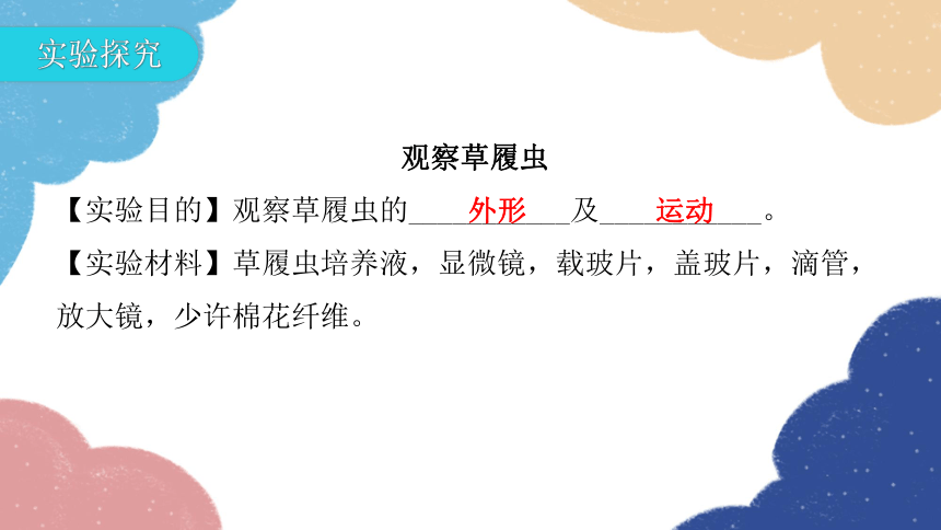 人教版生物七年级上册 2.2.4单细胞生物课件(共30张PPT)