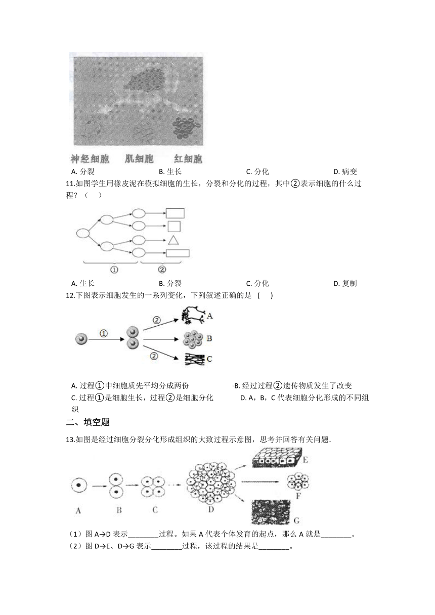 2.3生物体的结构层次 同步练习（含解析）