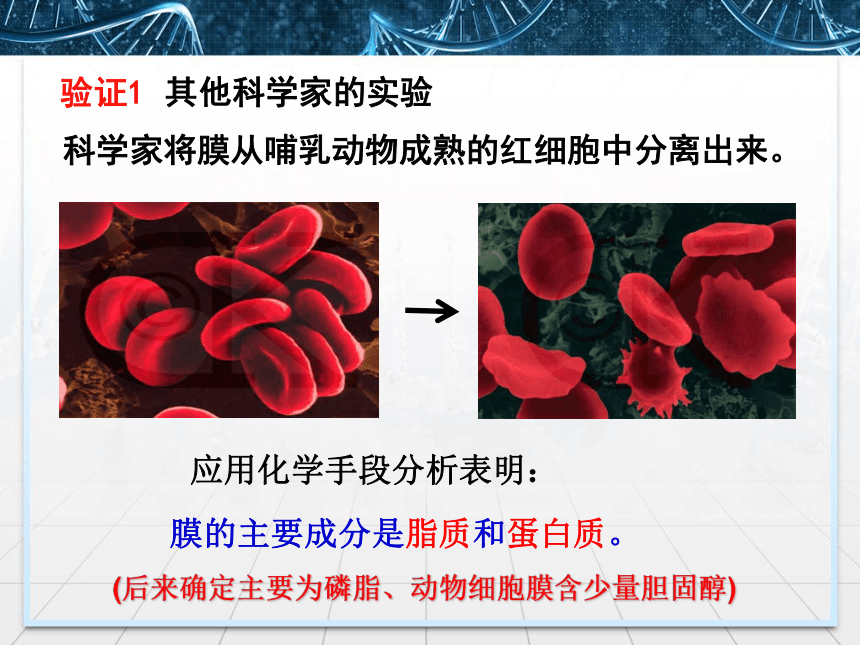 2021—2022学年高一上学期 生物人教版 必修1  4.2生物膜的流动镶嵌模型  课件（20张ppt）