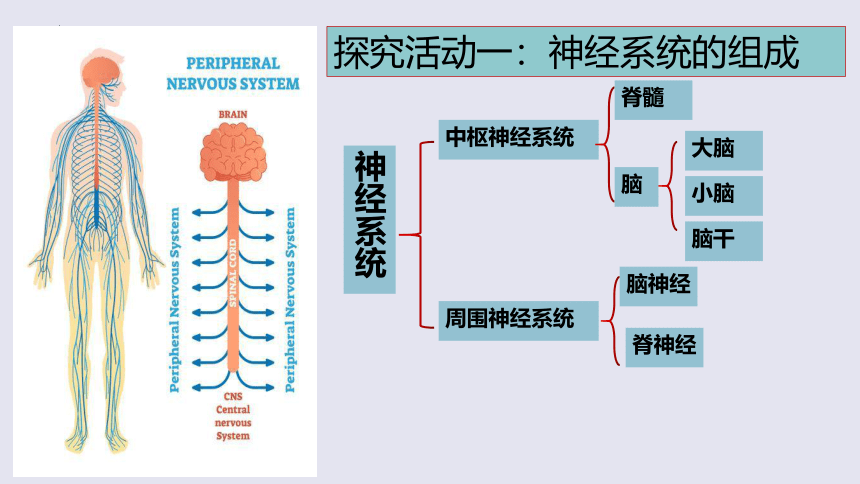 3.5.2神经调节的结构基础课件(共24张PPT)2022-2023学年济南版生物七年级下册