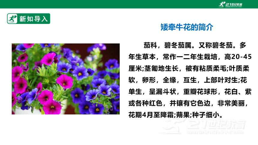 【新课标】浙教版七下项目二任务一《花卉的播种繁殖》课件