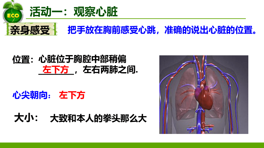 3.3.2物质运输的器官-心脏(1)课件(共31张PPT)2022--2023学年济南版生物七年级下册