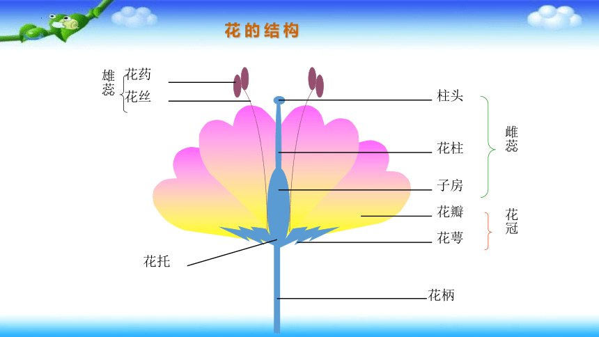 7.1.1植物的生殖课件2021—2022学年人教版生物八年级下册  课件 (共49张PPT)