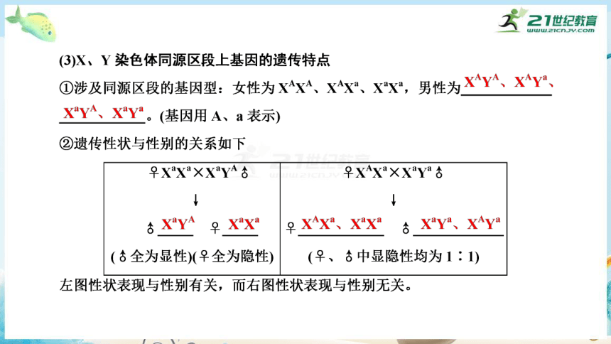 高三生物三轮复习专项突破7  伴性遗传与人类遗传病（共26张PPT）