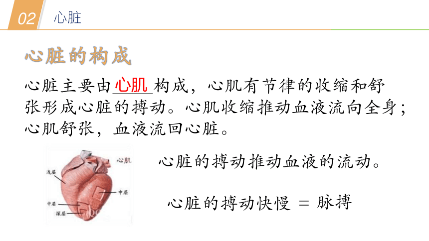 华师大版科学八年级上册 5.3人体内的物质运输（1 血液循环系统和心脏、血管）（课件 31张PPT）