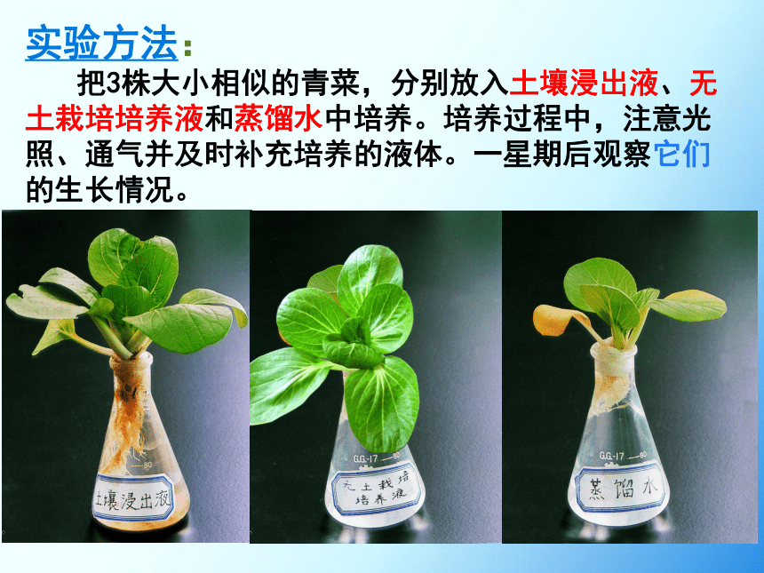 3.4.2绿色植物的生长需要水和无机盐（第1课时）课件(共22张PPT) 2022-2023学年苏科版生物七年级上册