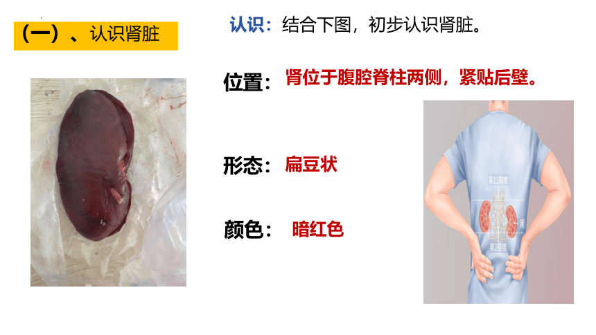 4.5人体内废物的排出课件-2023-2024学年人教版生物七年级下册(共28张PPT)