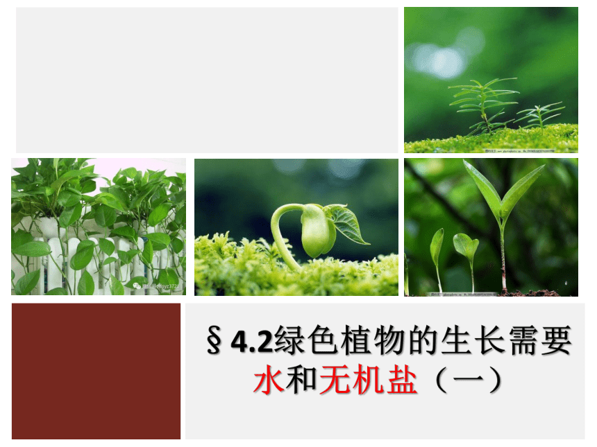 3.4.2绿色植物的生长需要水和无机盐（一）课件(共40张PPT)2022--2023学年苏科版生物七年级上册