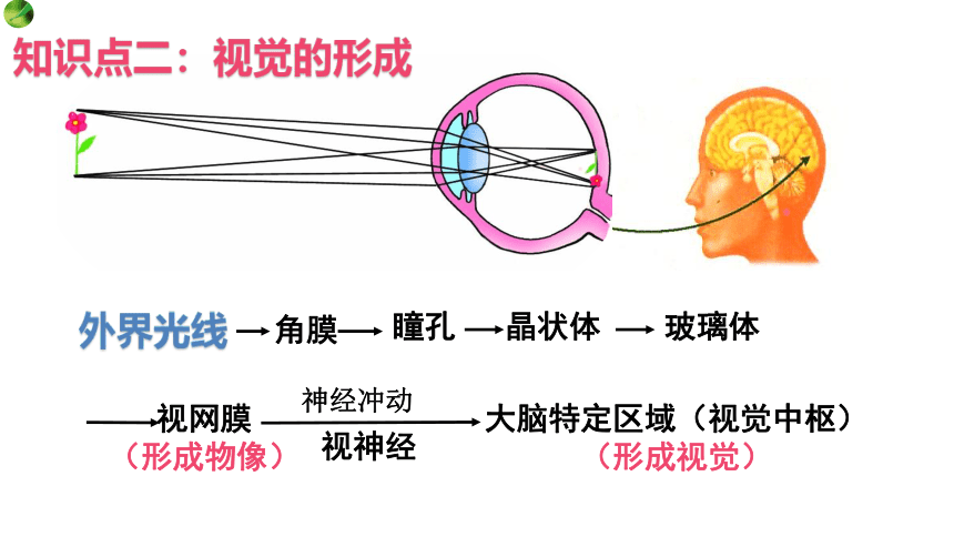 2.4.1.1 信息的获取-视觉（课件）七年级生物下册（冀教版）（共24张PPT）