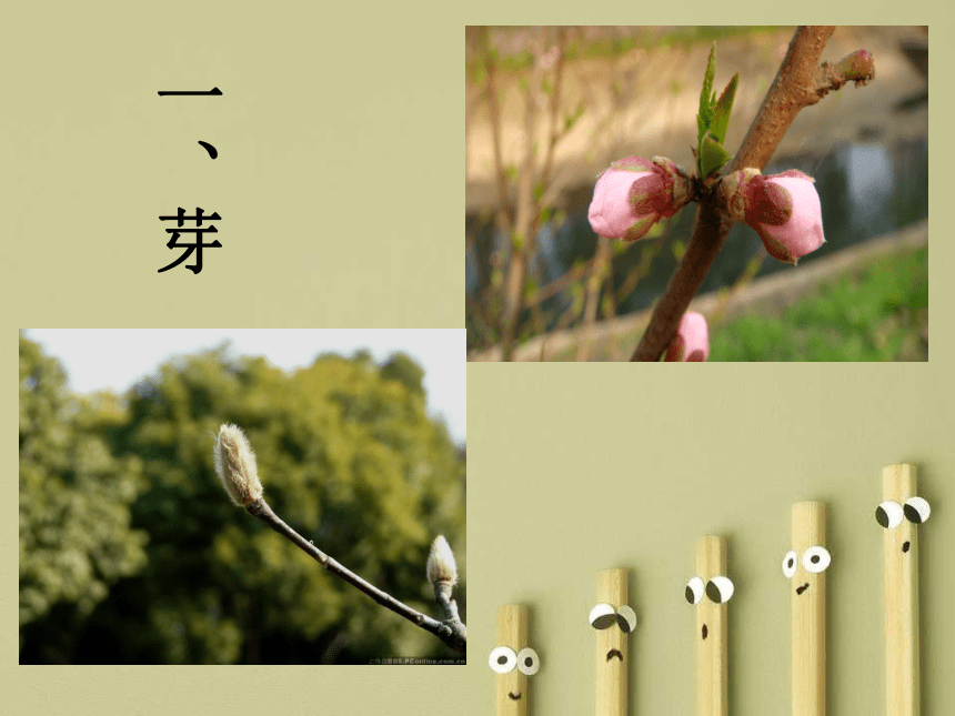 苏教版七上生物 5.4 植物茎的输导功能 课件（24张PPT）