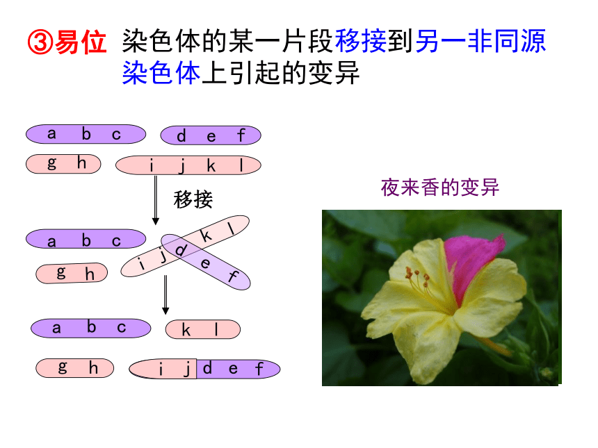 2020-2021学年高一生物人教版必修二5.2染色体变异课件（45张）