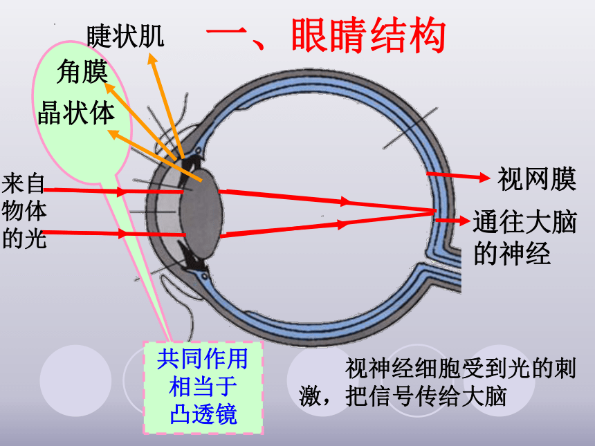 4.6 《神奇的眼睛》课件(共17张PPT) 教科版物理八年级上册