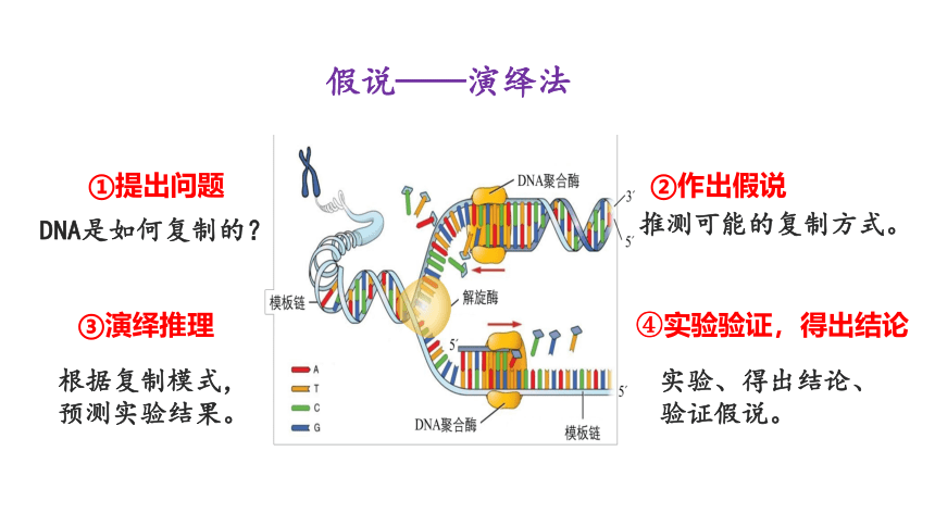 3.3DNA的复制课件(共50张PPT1份视频)