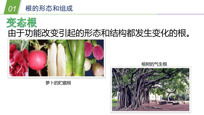 华师大版科学八年级上册 4.1绿色开花植物的营养器官（1根）（课件 24张PPT）