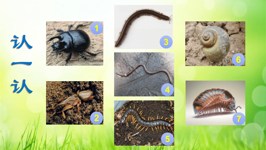 苏教版（2017秋）科学二年级下册 9 寻访土壤中的小动物（课件32张PPT）