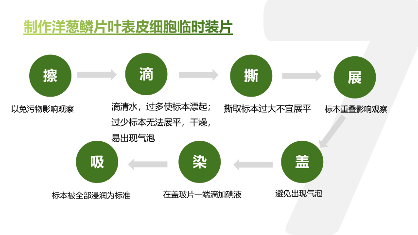 人教版生物七年级上册  2.1.2 植物细胞 2022--2023学年课件 (共32张PPT)