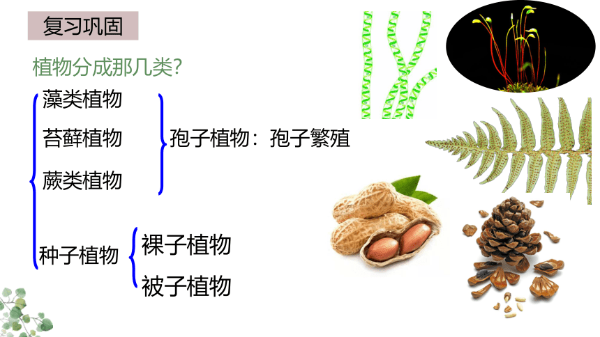 3.1.2种子植物  课件(共36张PPT)2022-2023学年人教版生物七年级上册