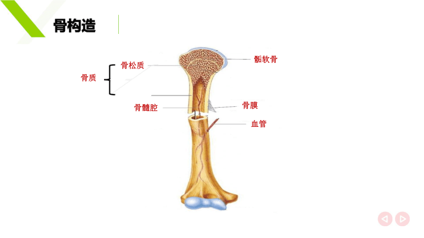2.2.2骨及关节构造 课件(共15张PPT)《畜禽解剖生理（第四版）》同步教学(高教版)