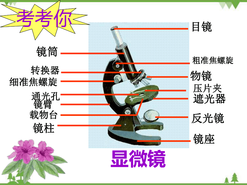 苏教版生物七年级上册 1.2.1探索生命的器具2课件(共19张PPT)