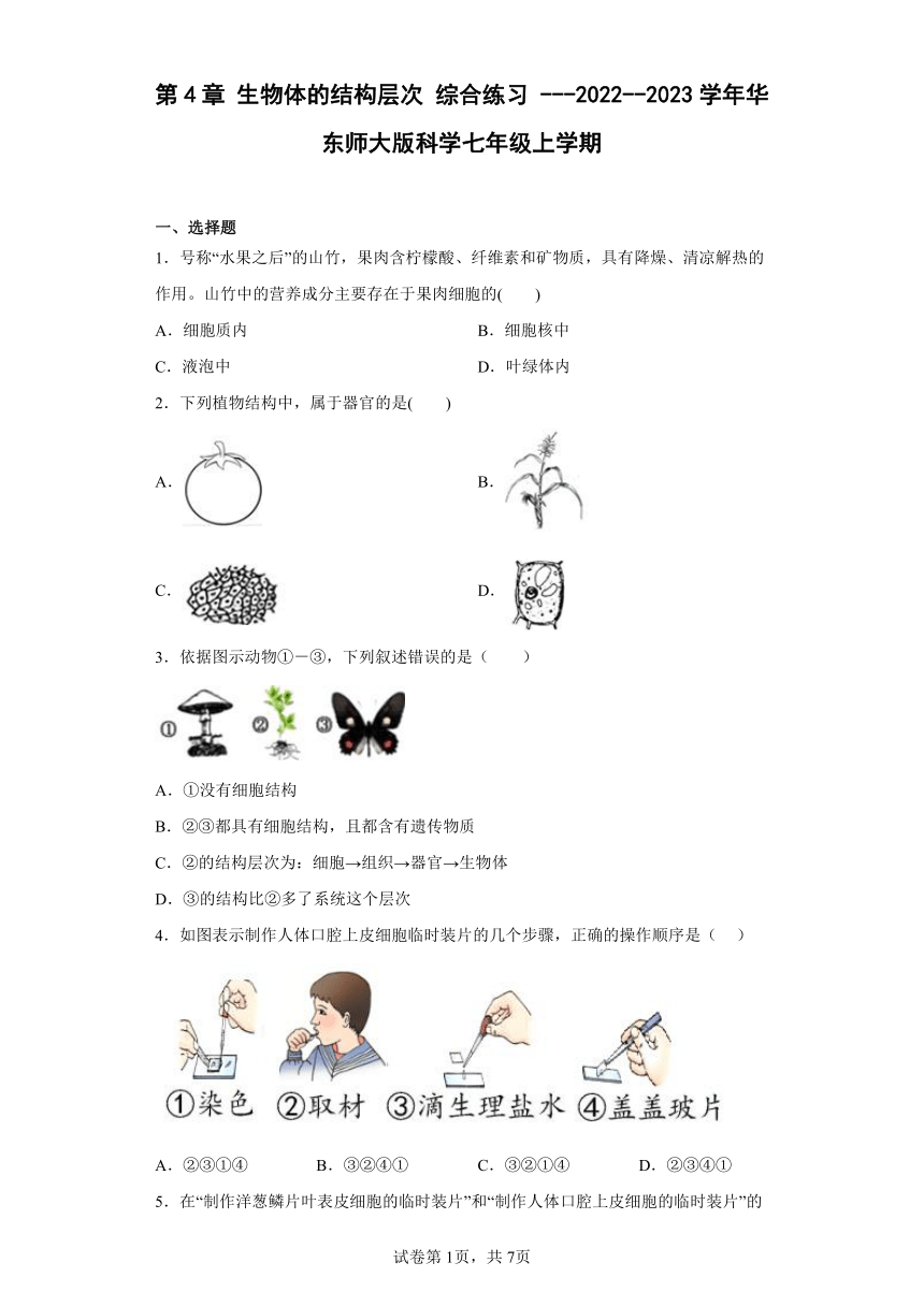 第4章 生物体的结构层次 综合练习（含答案）