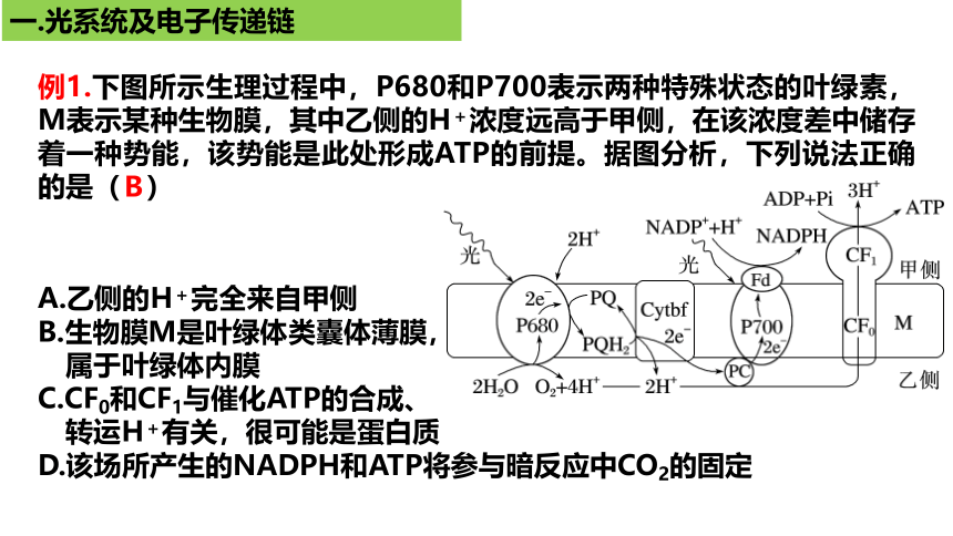 新人教必修1专题复习课件：21 光合作用5(光呼吸、电子传递、C4等植物)(共25张PPT)