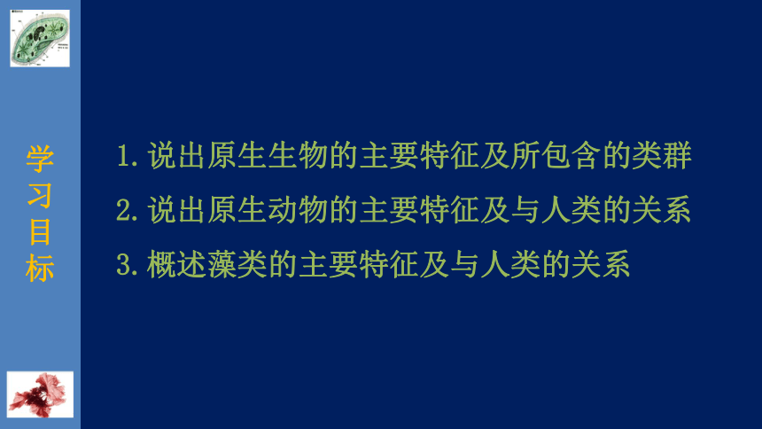 北师大版生物八年级下册22.2 原生生物的主要类群 课件（共25张PPT）