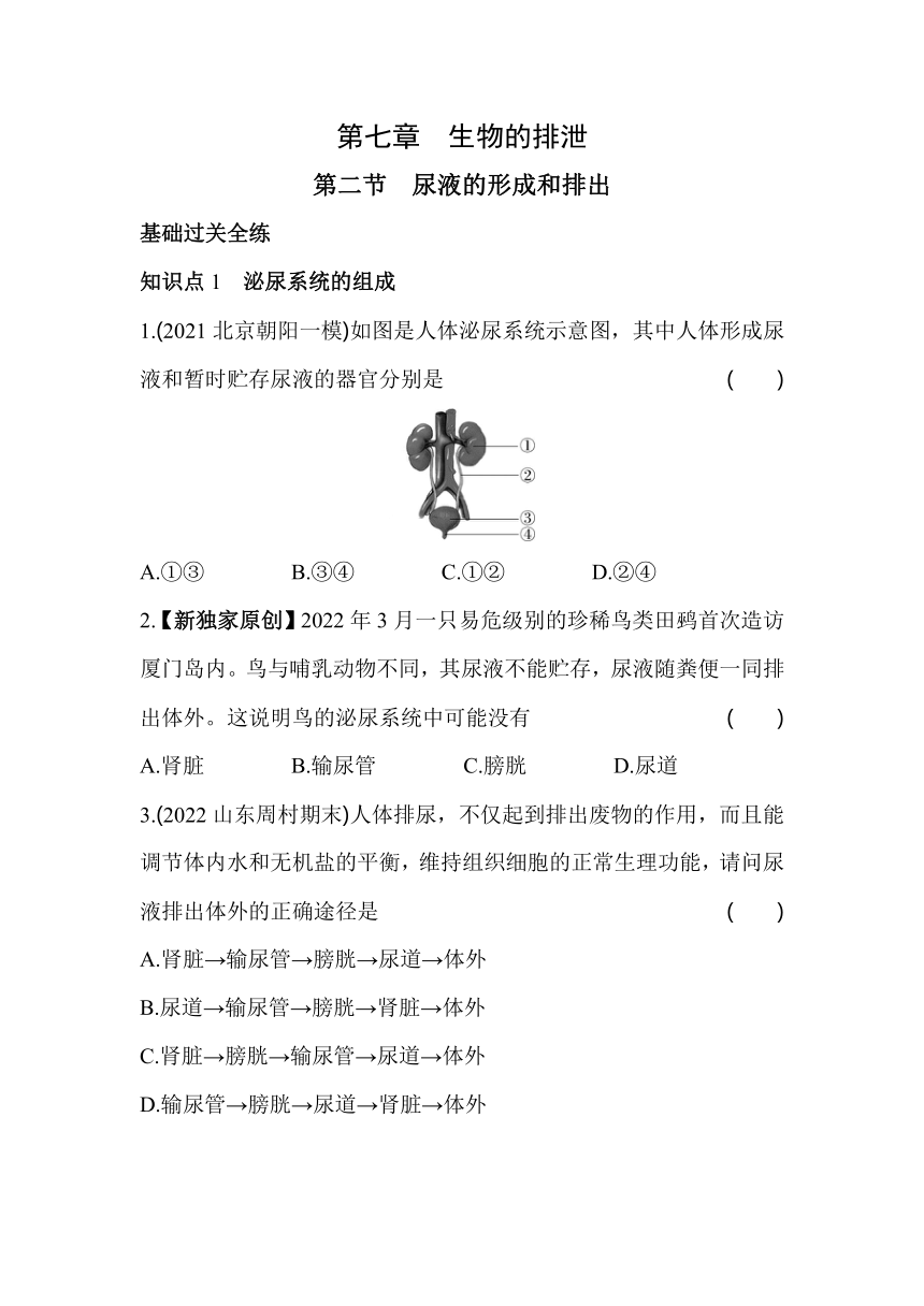 7.2 尿液的形成和排出 同步练习（含解析）北京课改版生物七年级下册