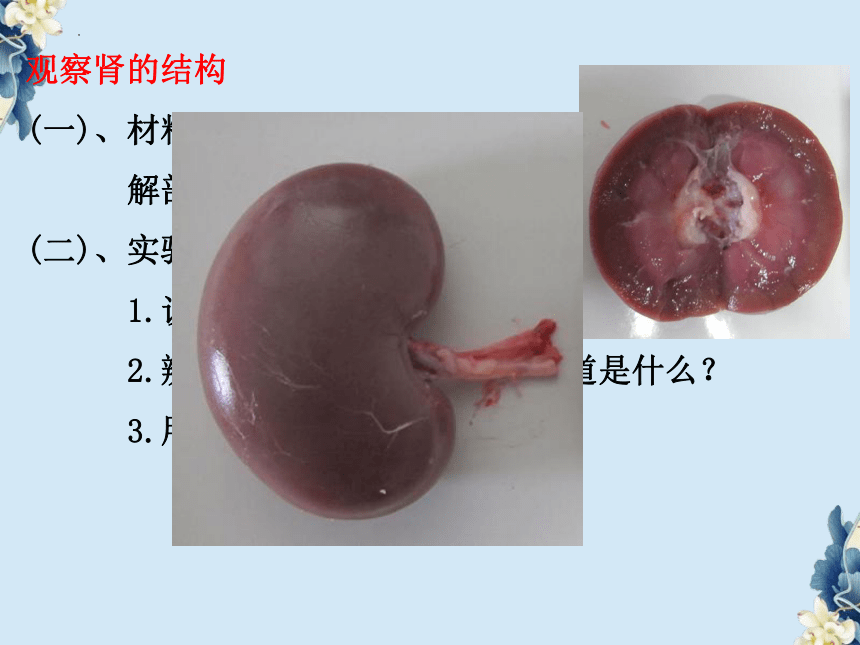 3.4.1尿的形成和排出课件(共26张PPT) 济南版生物七年级下册