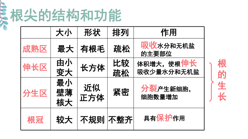 苏教版七年级生物上册3.5.2植物根的生长课件（26张PPT )