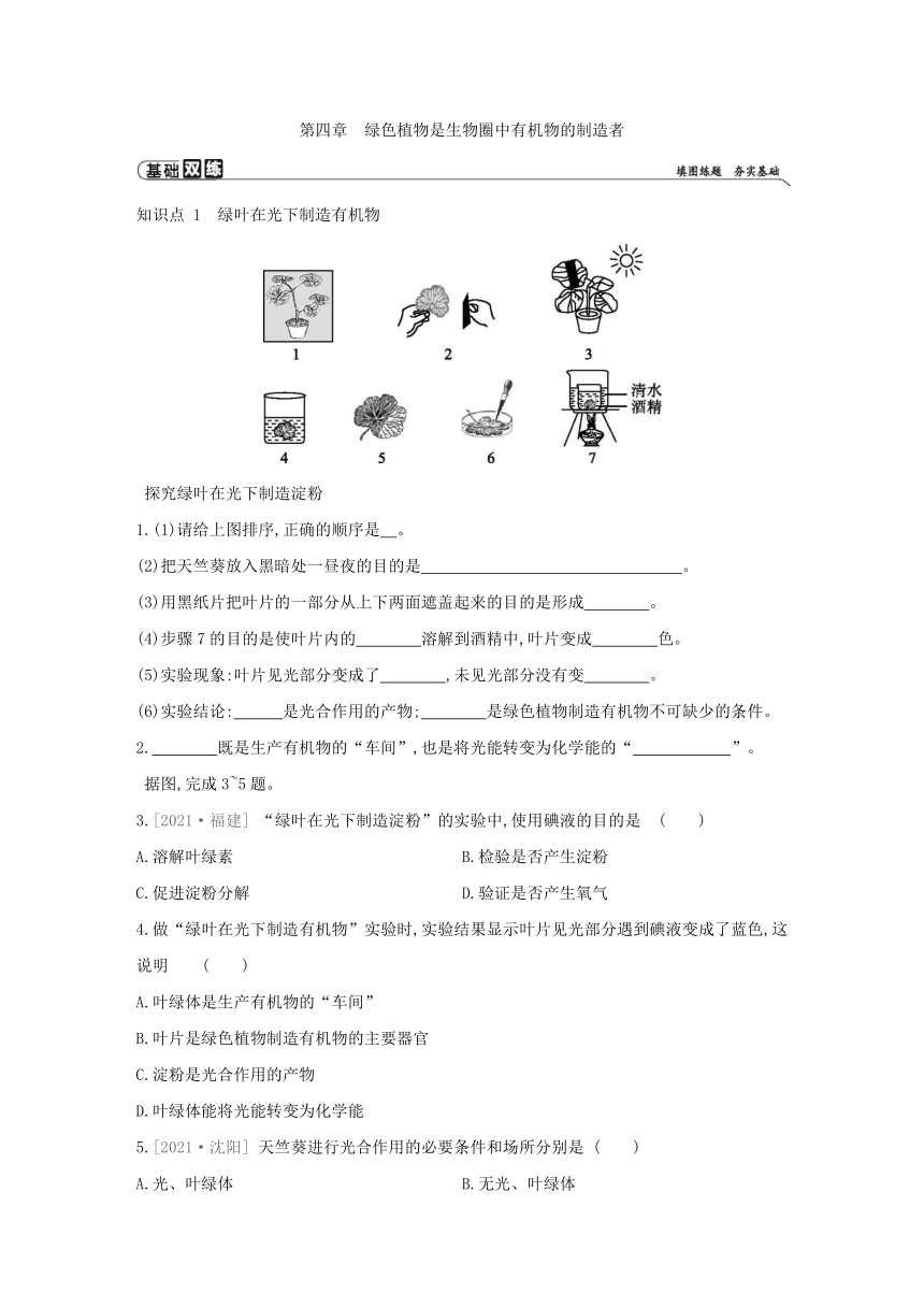 人教版生物学七年级上册同步练习：3.4绿色植物是生物圈中有机物的制造者(word版含答案）