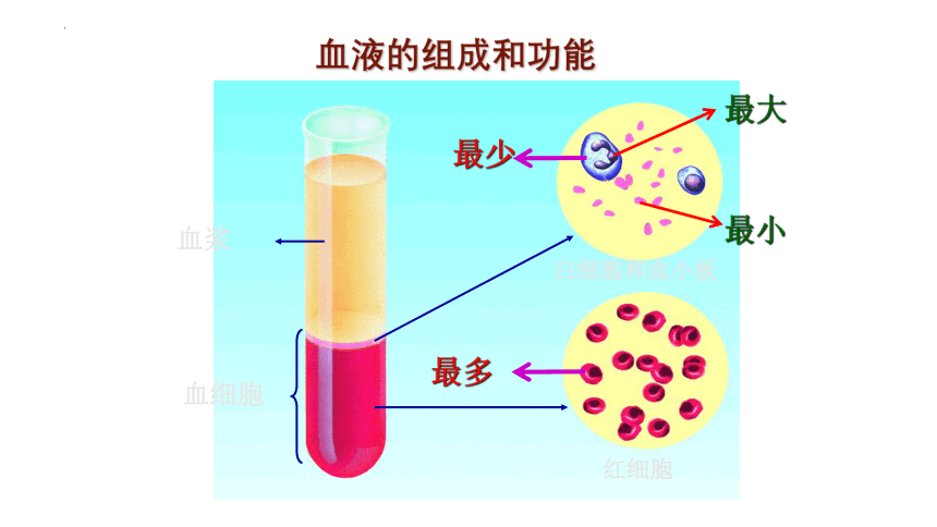 北师大版生物七年级下册 9.1.血液 （第1课时）课件(共24张PPT)