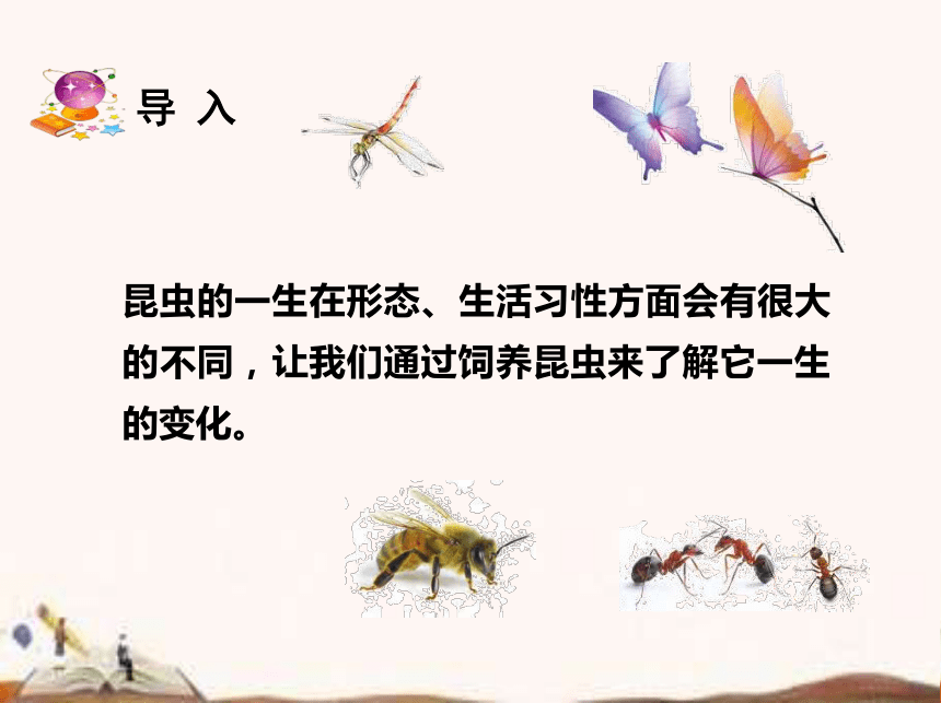 苏教版（2017秋）四年级下册科学3.10.养昆虫  (课件25ppt)