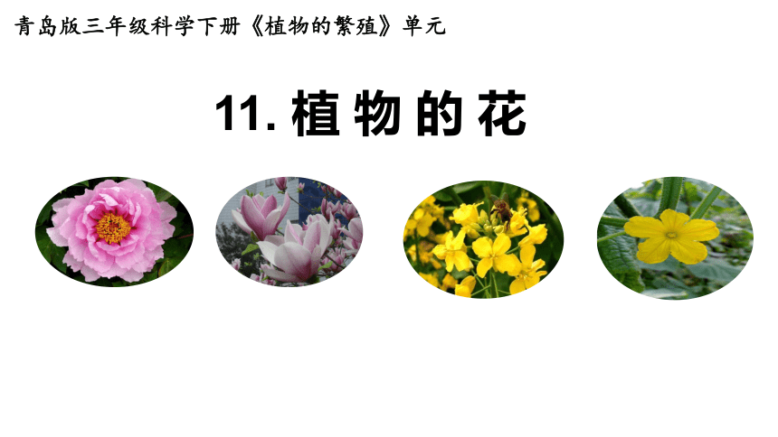 青岛版（六三制2017秋）三年级下册4.11.说课《植物的花》（课件17张ppt）