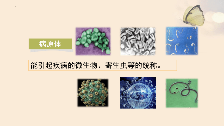 3.6.1人体的免疫功能课件(共41张PPT)2022-2023学年济南版生物七年级下册
