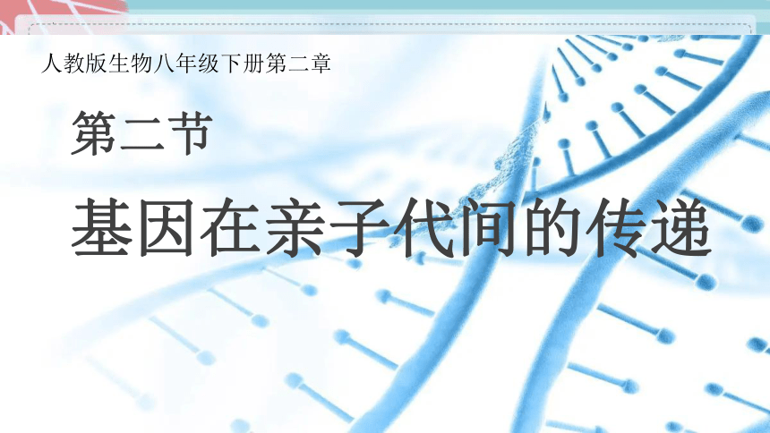 7.2.2 基因在亲子代间的传递-课件（人教版）(共23张PPT）