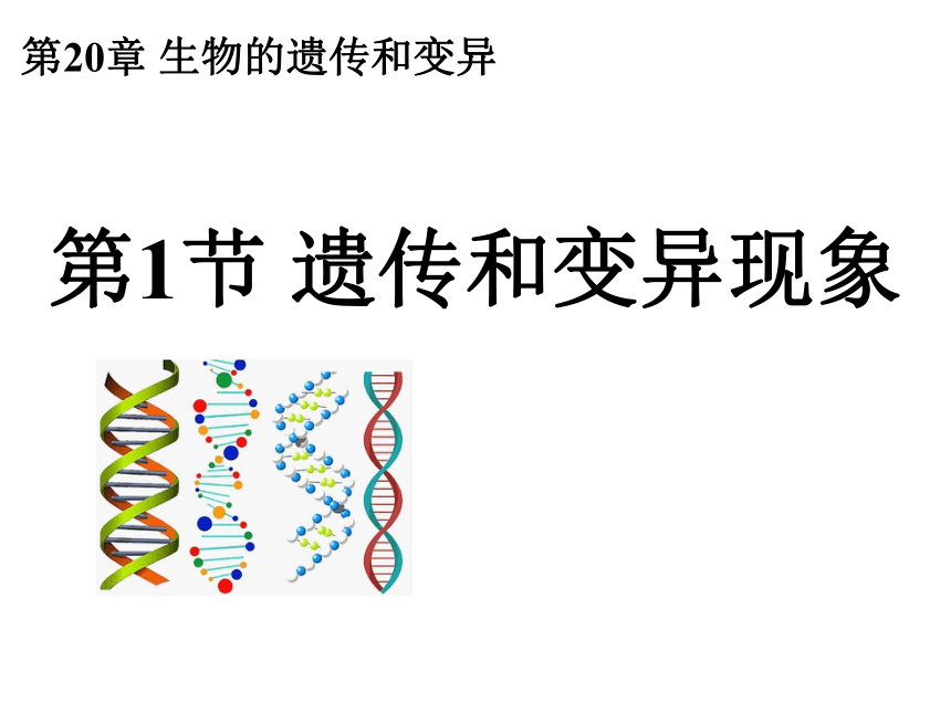 北师大版八年级上册 20.1 遗传和变异现象课件(共17张PPT)