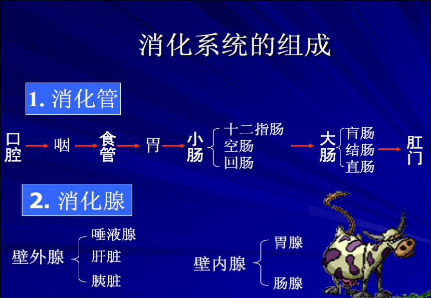 3.2 消化腺的识别 课件(共61张PPT)《畜禽解剖生理（第四版）》同步教学（高教版）