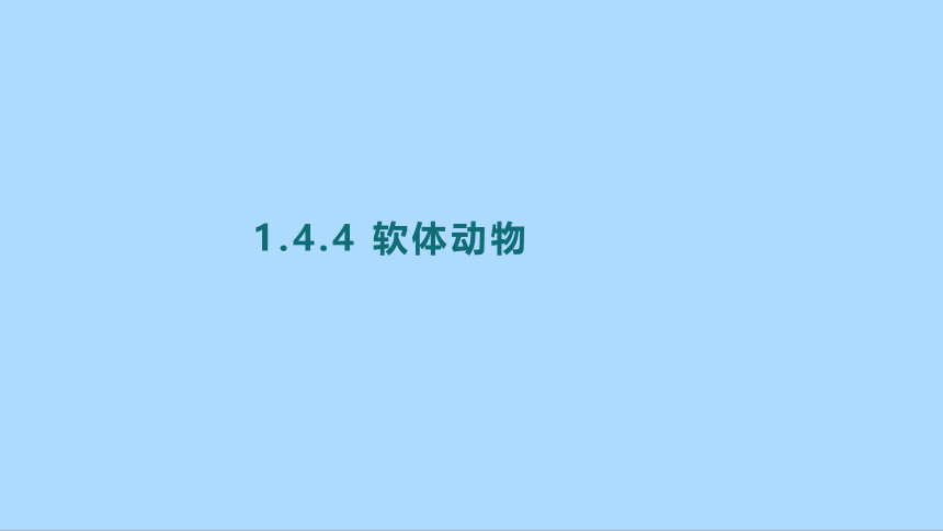 冀教版生物七年级上册1.4.4 软体动物软体动物课件(共15张PPT)