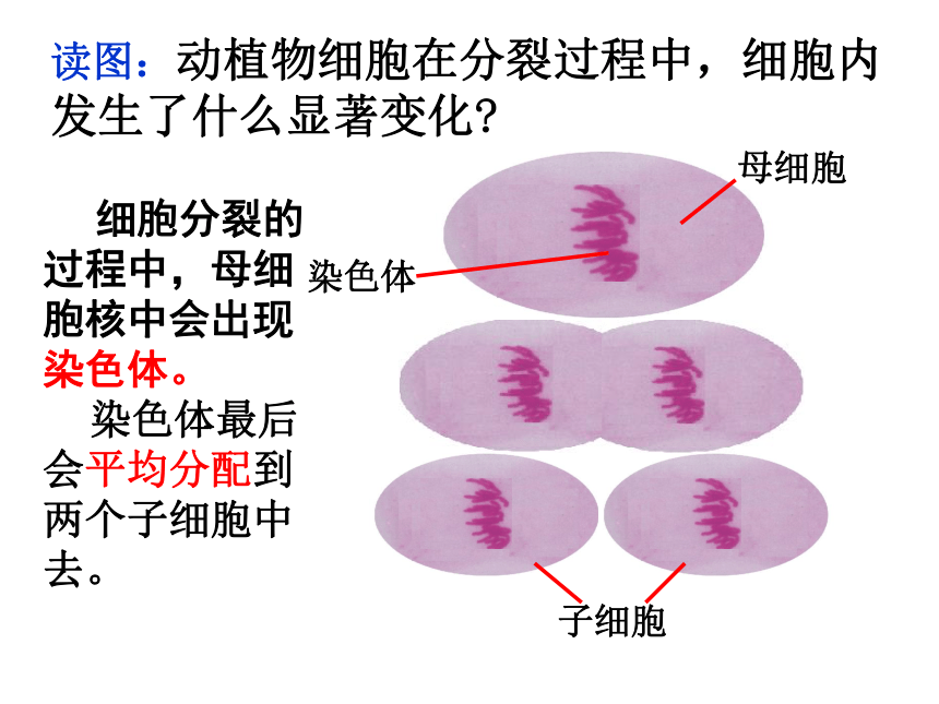 2.3生物体的结构层次（一）（课件 18张PPT）