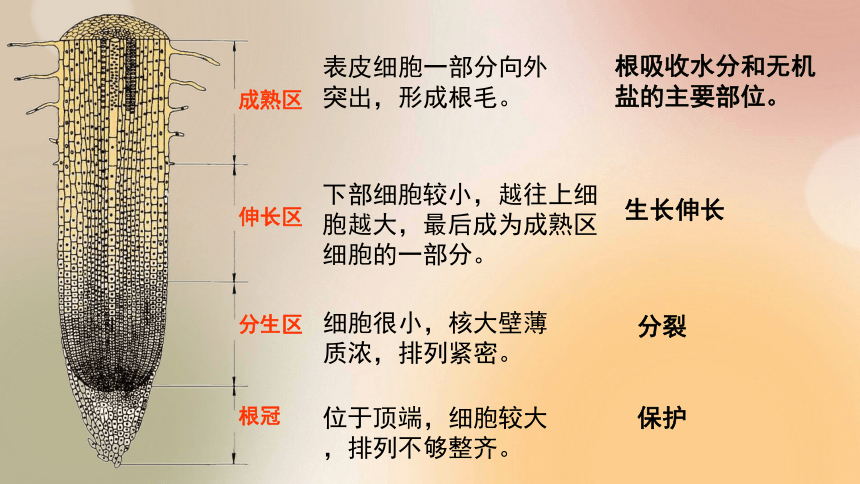 2021—2022学年人教版生物七年级上册3.2.2植株的生长 课件(共18张PPT)