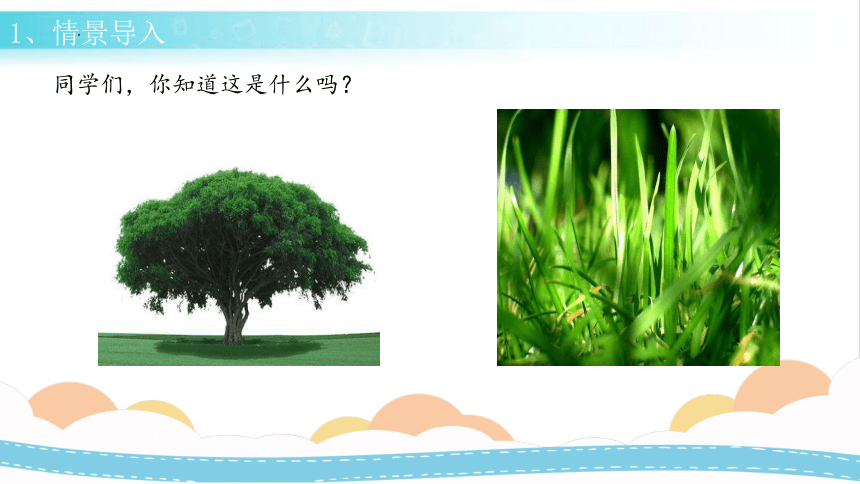 冀人版（2017秋）科学三年级下册  2 树与草(课件24ppt)