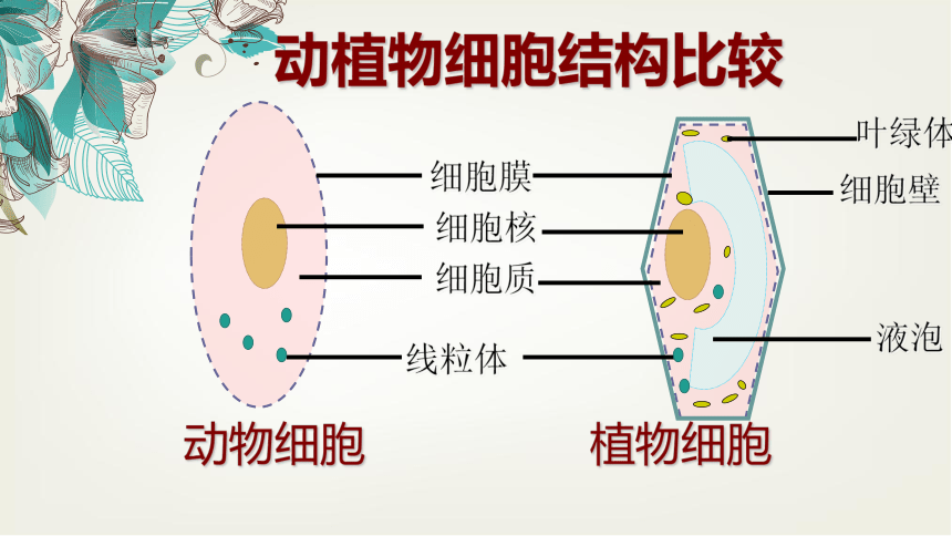 2021-2022学年人教版七年级生物上册2.1.4细胞的生活  课件(共24张PPT)