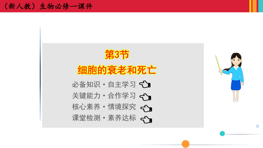 （新人教）生物必修一课件：6.3细胞的衰老和死亡(共35张PPT)