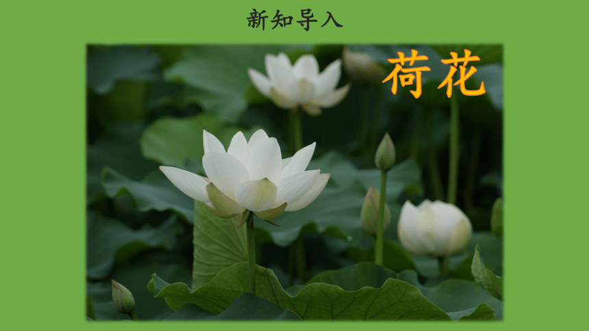 3.《荷花》第一课时示范课件（共30张PPT）